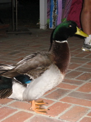IMG_1769.JPG